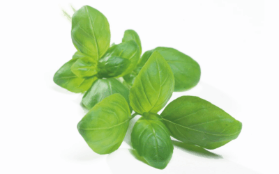 Basilicum