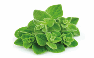 Oregano